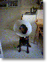 Jack eating treat with lamp shade on his head 001.GIF