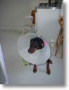 Jack in the kitchen with lampshade 001.jpg