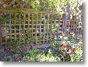 Jack looking at cat in garden in Vancouver 001.GIF